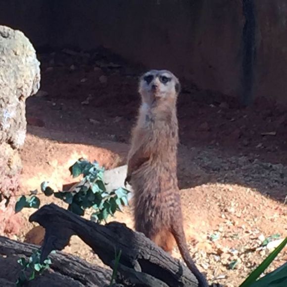 Meet your Posher, Pam - Picture 1 of 1